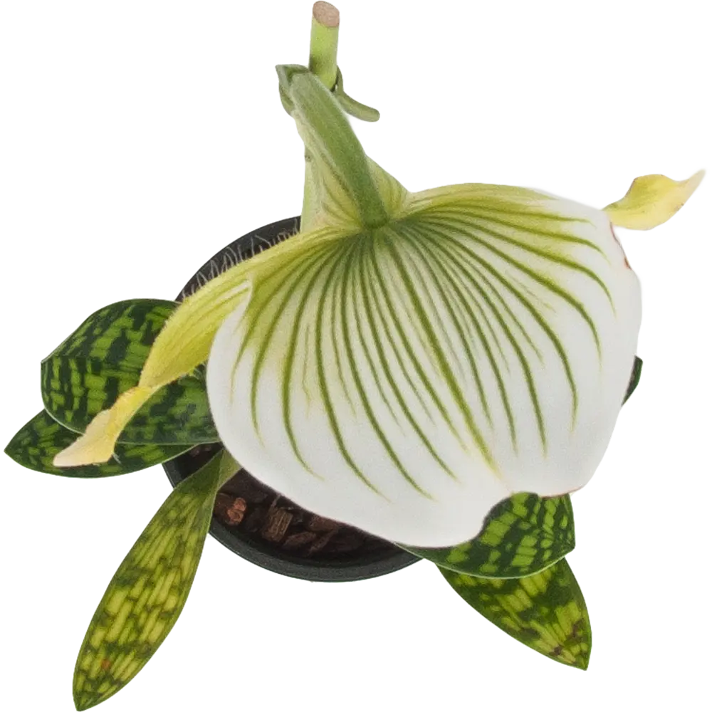 Фото 2 Орхидея Пафиопедилум Эмма ø9 h35 см Фото 2 Орхидея Пафиопедилум Эмма ø9 h35 см