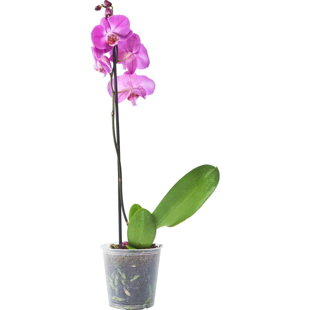 Фото 2 Орхидея Фаленопсис микс ø12 h55 см Фото 2 Орхидея Фаленопсис микс ø12 h55 см