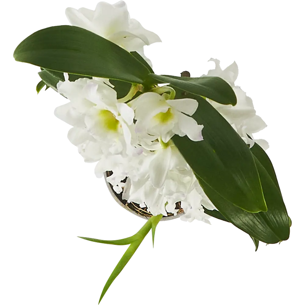 Фото 3 Орхидея Дендробиум Нобиле Аполлон ø12h55 см Фото 3 Орхидея Дендробиум Нобиле Аполлон ø12h55 см