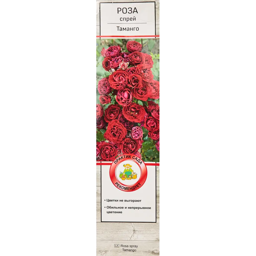 Фото Роза спрей Таманго ø5 h35 см Фото Роза спрей Таманго ø5 h35 см