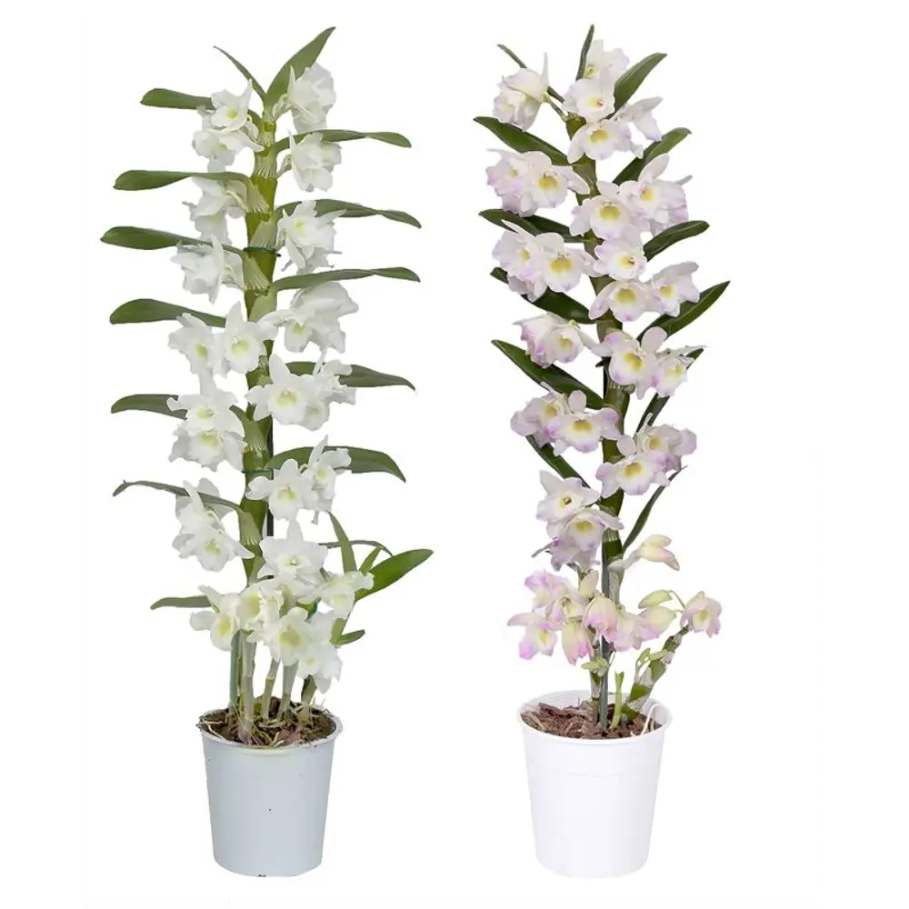 Фото Орхидея Дендробиум Нобиле ø12 h50 см Фото Орхидея Дендробиум Нобиле ø12 h50 см