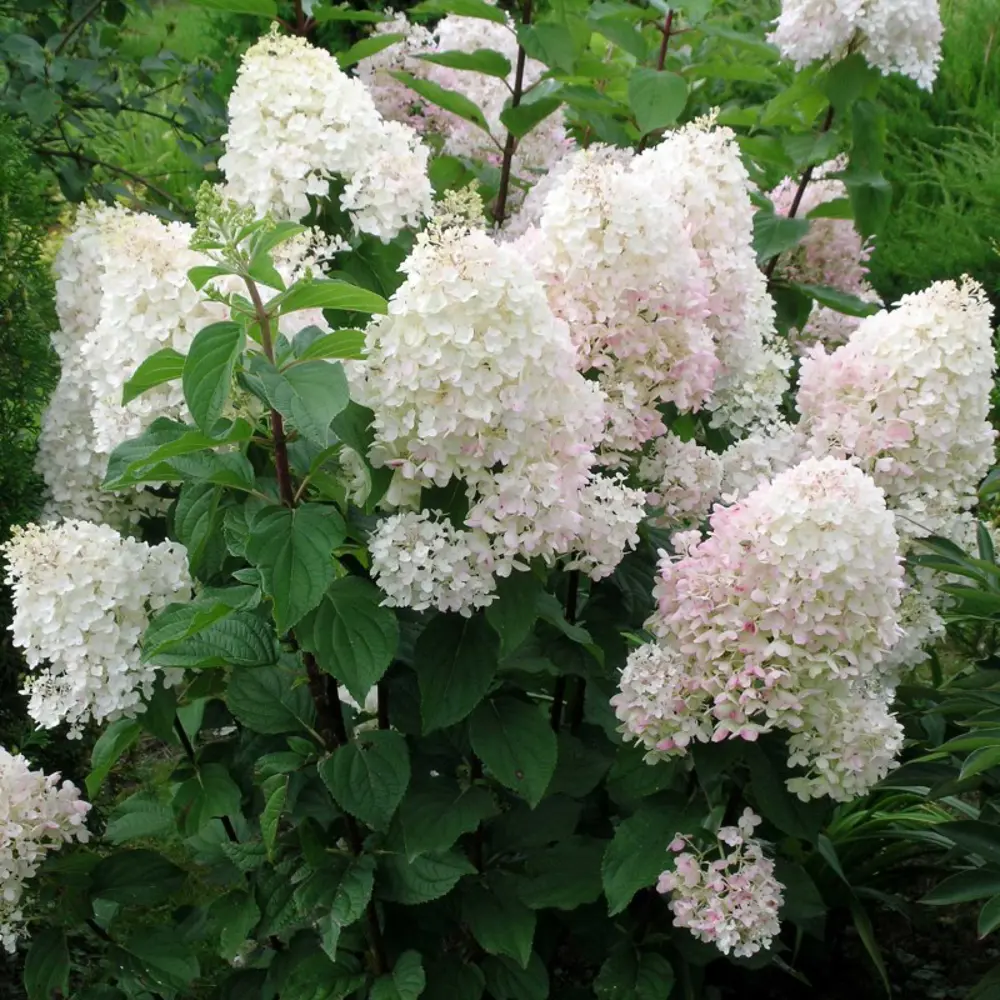 Фото Гортензия метельчатая Долли ø22 h30 см