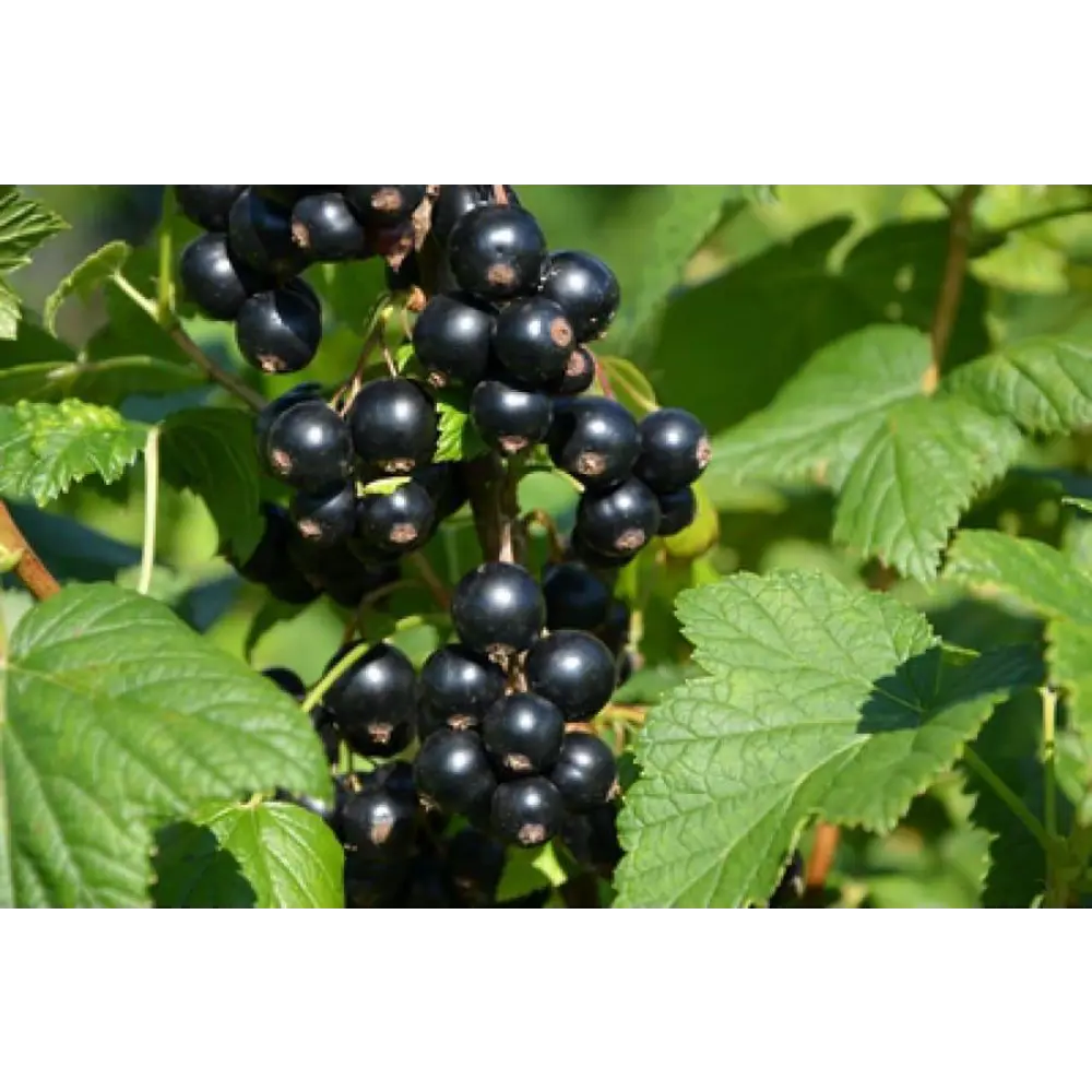 Фото Смородина черная Гулливер h20 см Фото Смородина черная Гулливер h20 см