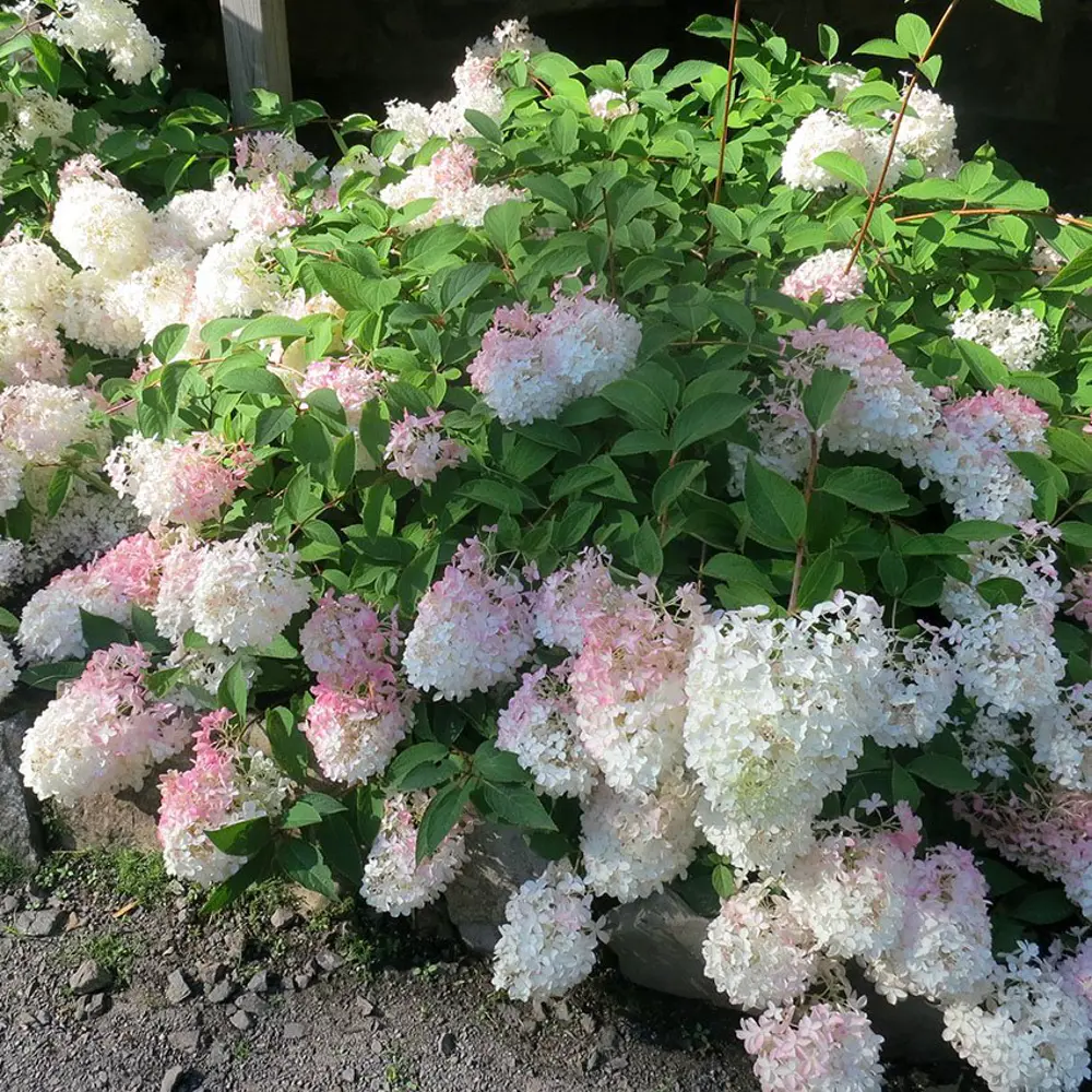 Фото Гортензия метельчатая Строберри Блоссом ø19 h30 см Фото Гортензия метельчатая Строберри Блоссом ø19 h30 см