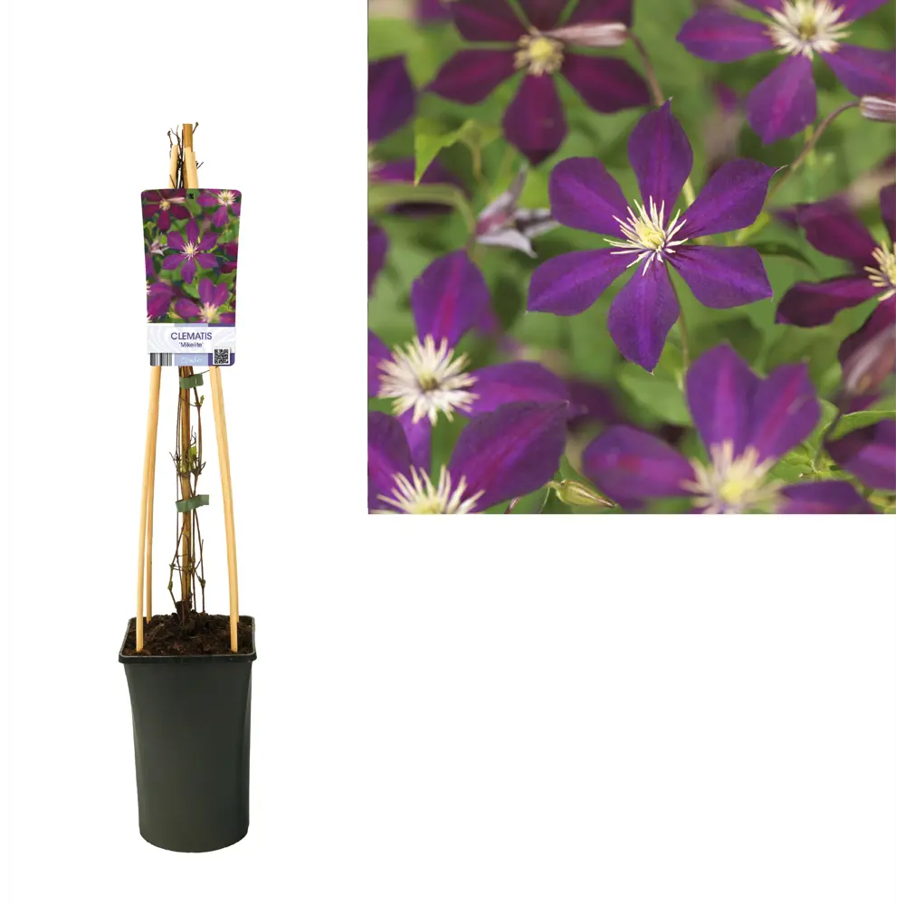 Фото Клематис Микелит ø11 h20 см