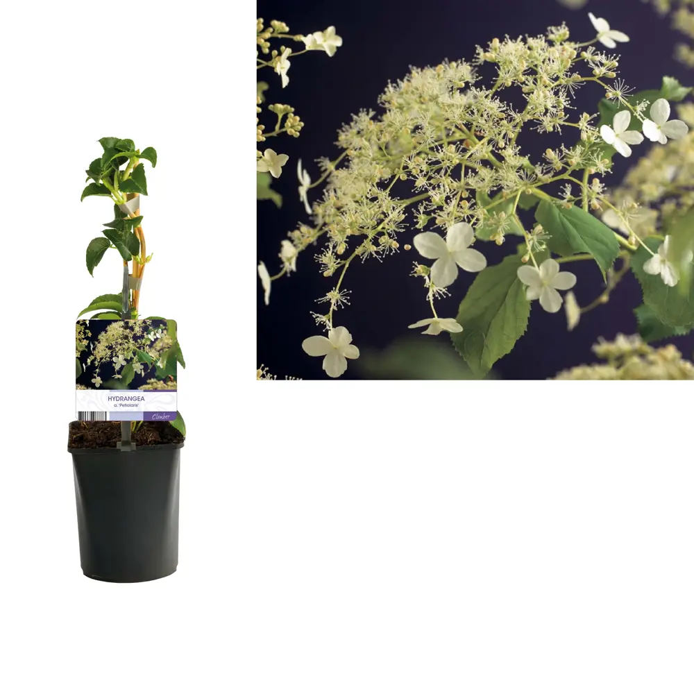 Фото Гортензия черешковая ø11 h20 см Фото Гортензия черешковая ø11 h20 см