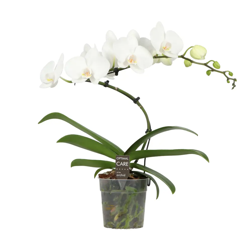 Фото Орхидея Фаленопсис Твистер Вайт ø12 h50 см Фото Орхидея Фаленопсис Твистер Вайт ø12 h50 см