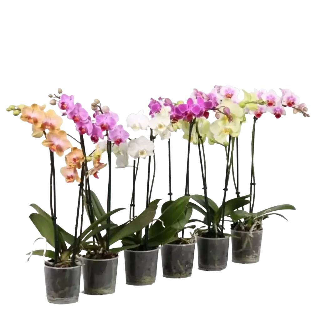 Фото Орхидея Фаленопсис Мультифлора 2ствола ø12 h40 см Фото Орхидея Фаленопсис Мультифлора 2ствола ø12 h40 см