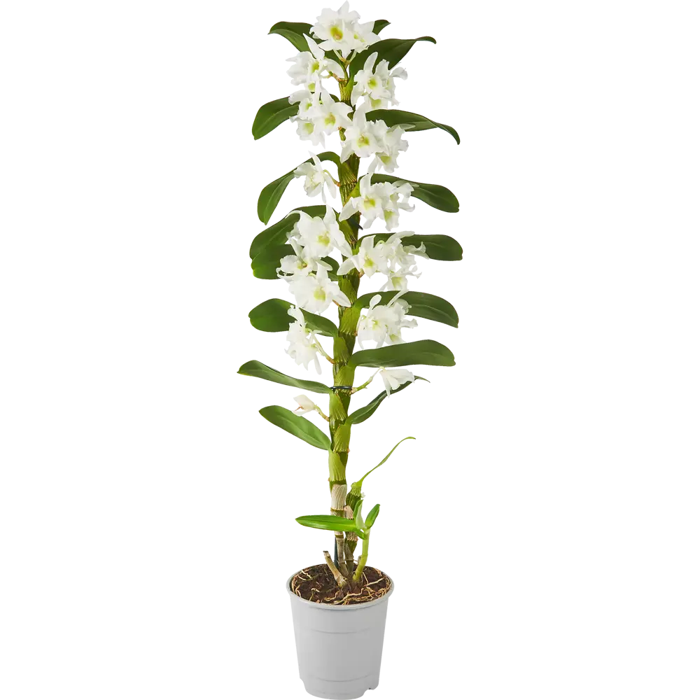 Фото Орхидея Дендробиум Нобиле Аполлон ø12h55 см Фото Орхидея Дендробиум Нобиле Аполлон ø12h55 см