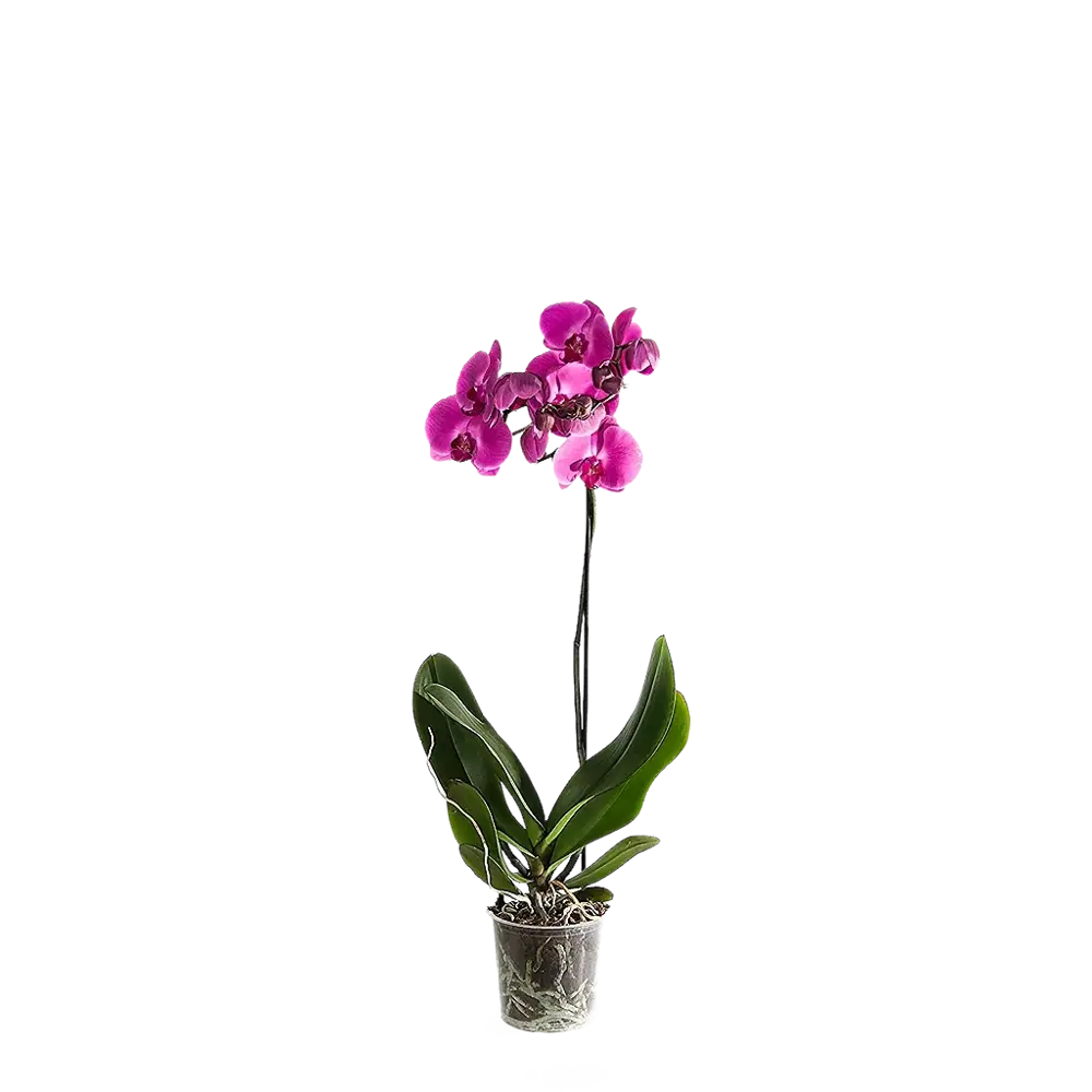Фото Орхидея Фаленопсис микс ø15 h80-90 см Фото Орхидея Фаленопсис микс ø15 h80-90 см