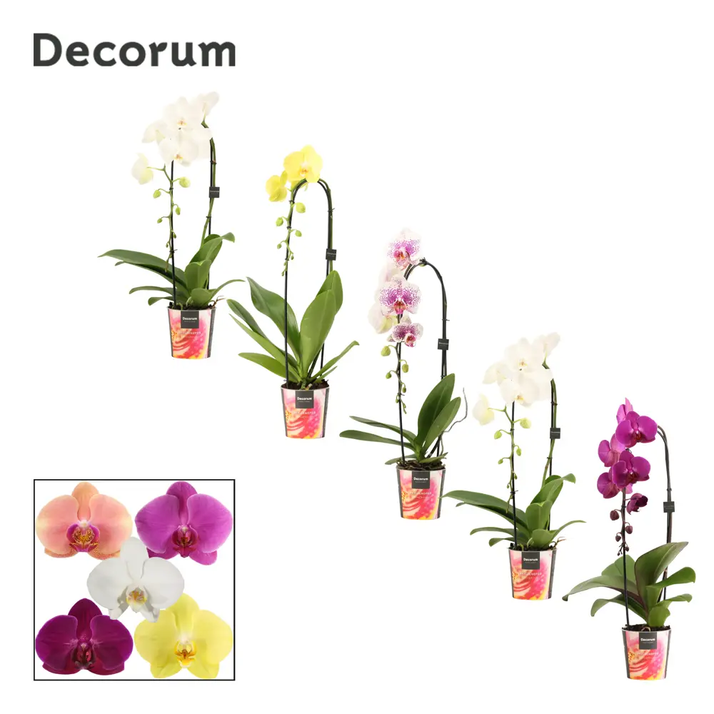 Фото Орхидея Фаленопсис Каскад микс ø12 h55 см Фото Орхидея Фаленопсис Каскад микс ø12 h55 см