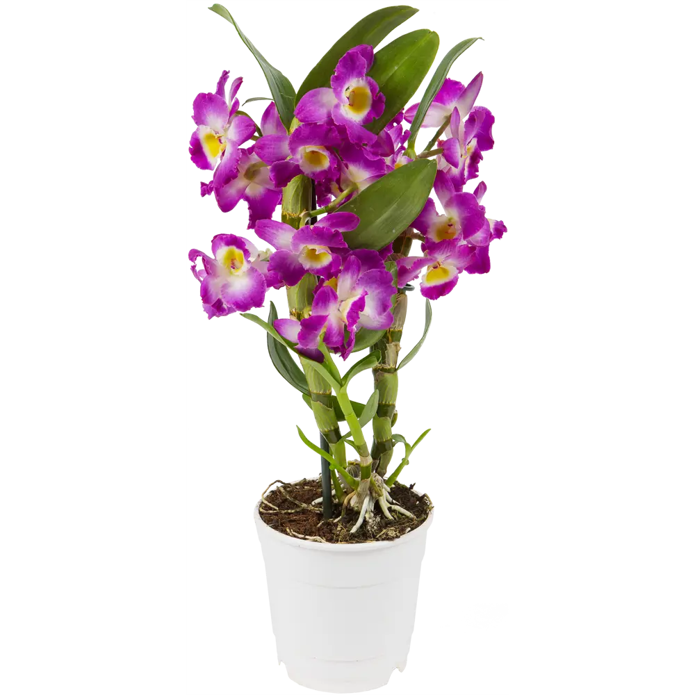 Фото Орхидея Дендробиум микс ø12 h45 см Фото Орхидея Дендробиум микс ø12 h45 см