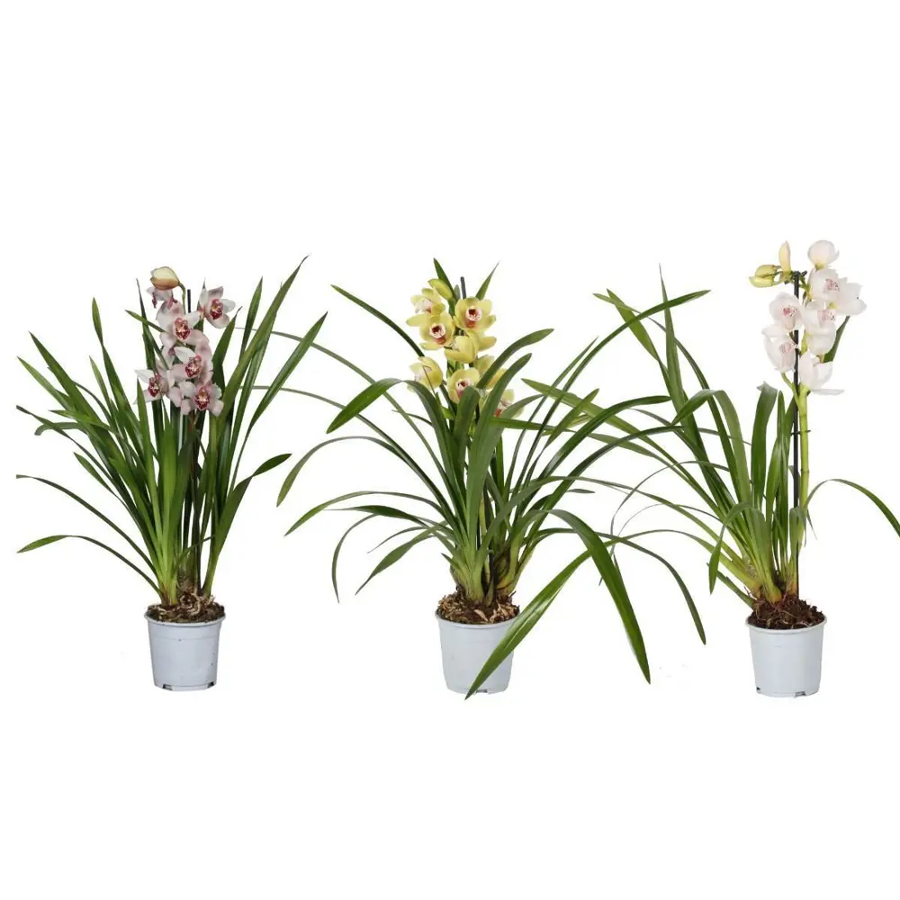 Фото Орхидея Цимбидиум ø14 h80 см Фото Орхидея Цимбидиум ø14 h80 см
