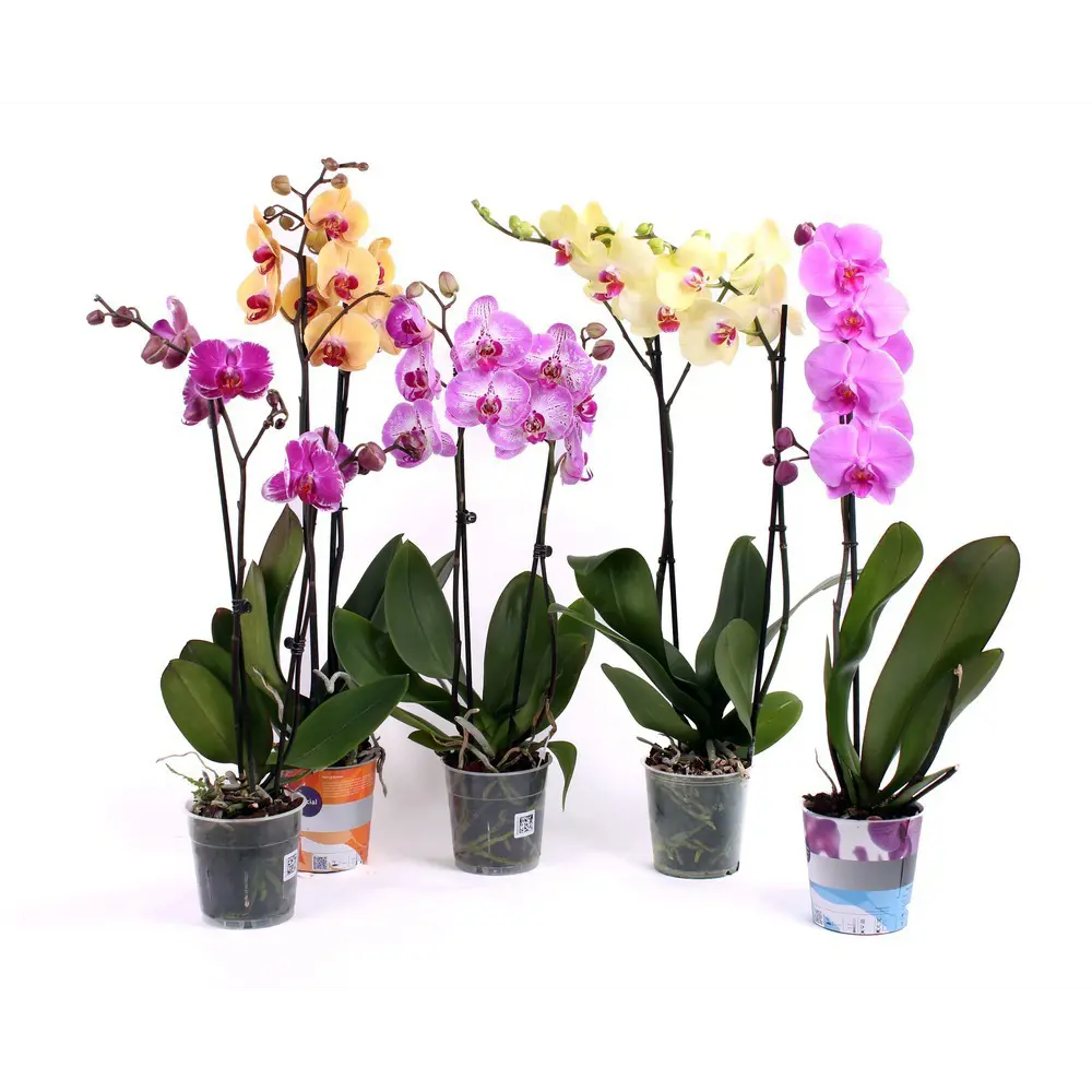 Фото Орхидея Фаленопсис микс 2 ствола ø12 h70 см Фото Орхидея Фаленопсис микс 2 ствола ø12 h70 см