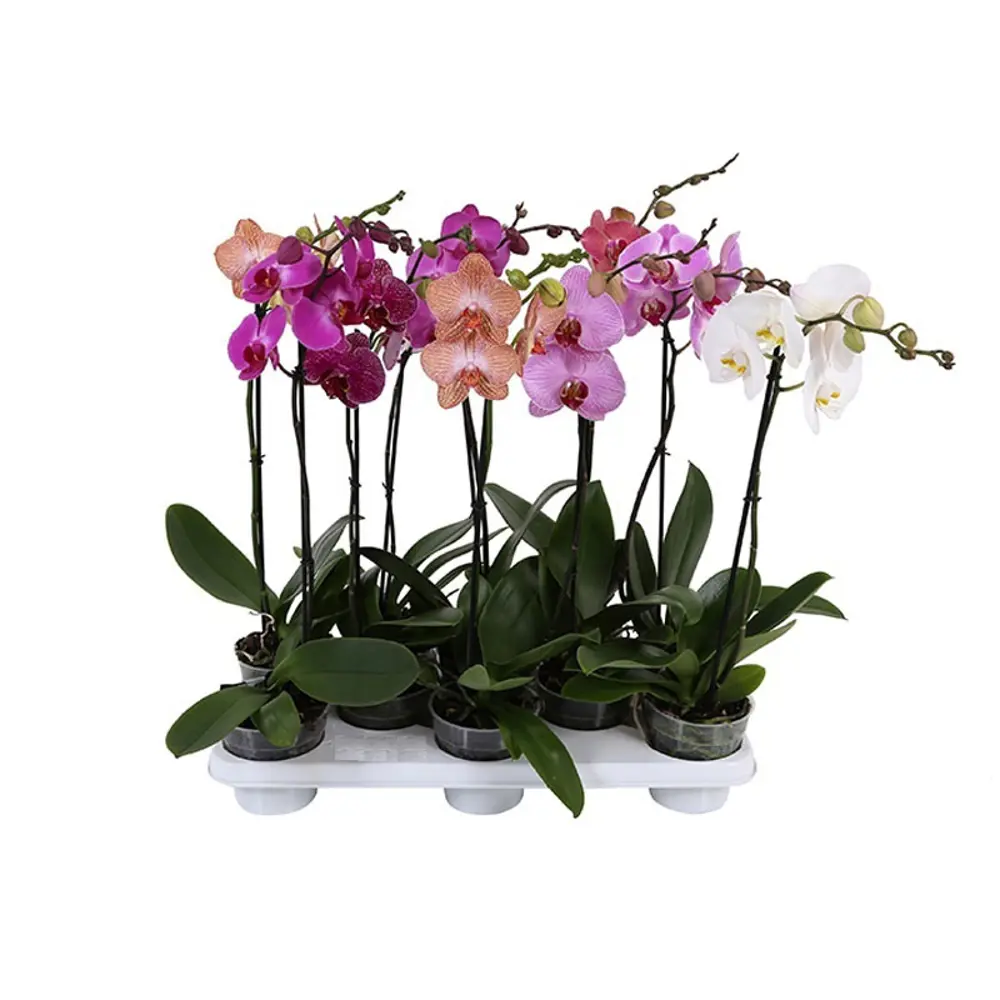 Фото Орхидея Фаленопсис Special 1 ствол ø12 h65 см Фото Орхидея Фаленопсис Special 1 ствол ø12 h65 см