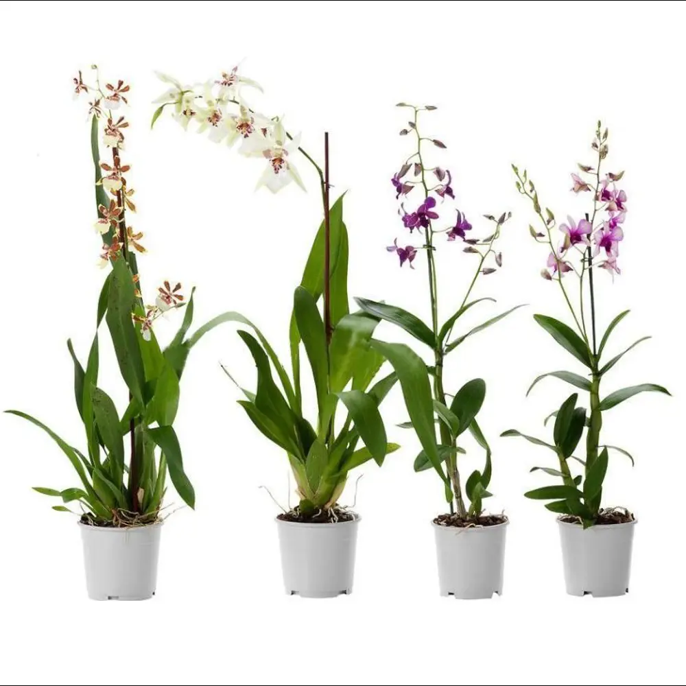 Фото Орхидея Фаленопсис Камбрия микс 1 ствол ø12 h60 см Фото Орхидея Фаленопсис Камбрия микс 1 ствол ø12 h60 см