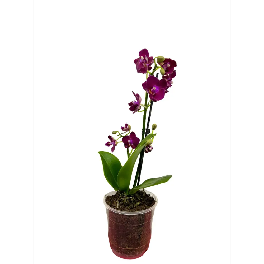 Фото Орхидея мультифлора ø9 h50 см Фото Орхидея мультифлора ø9 h50 см
