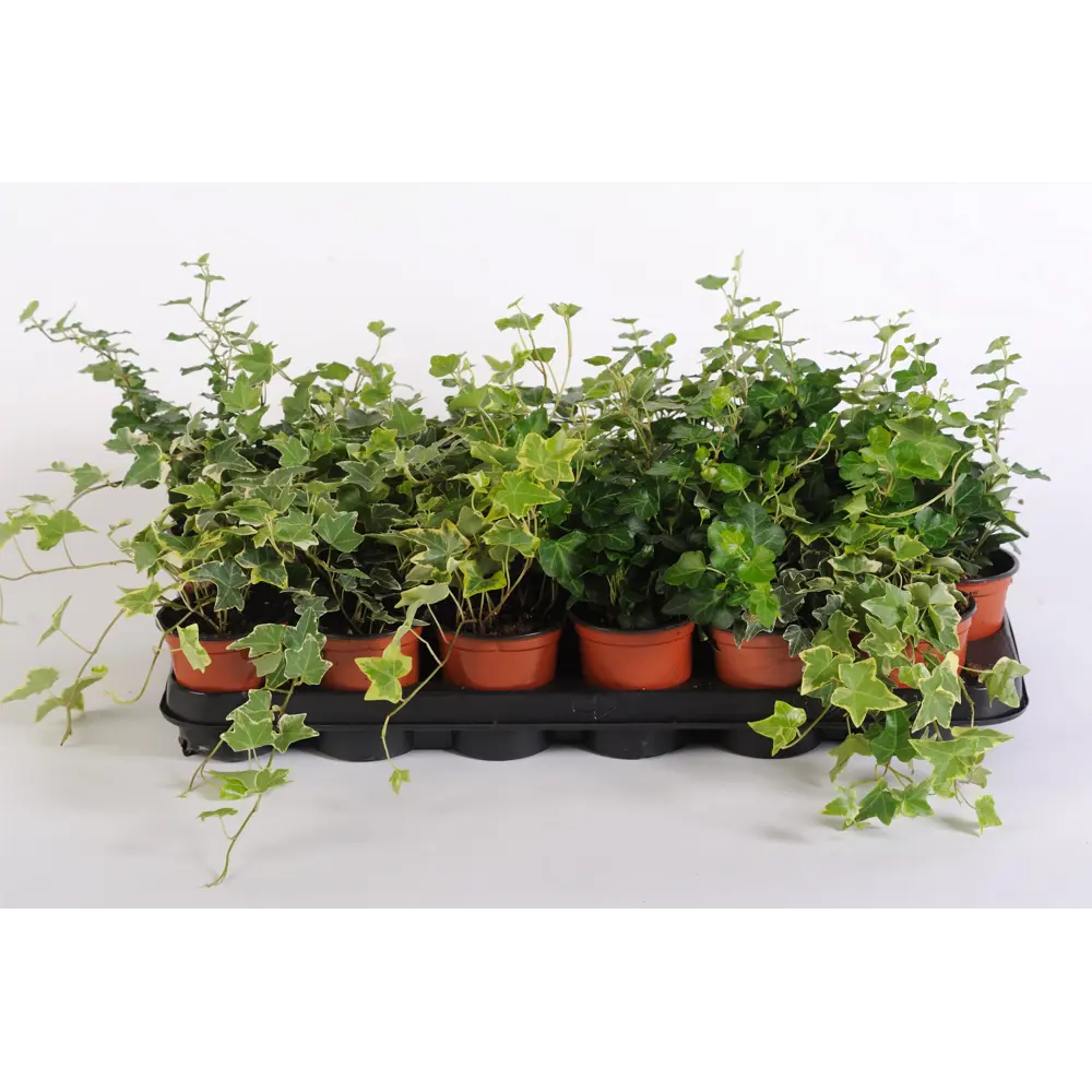 Фото Хедера Хеликс микс h20 - 25 см