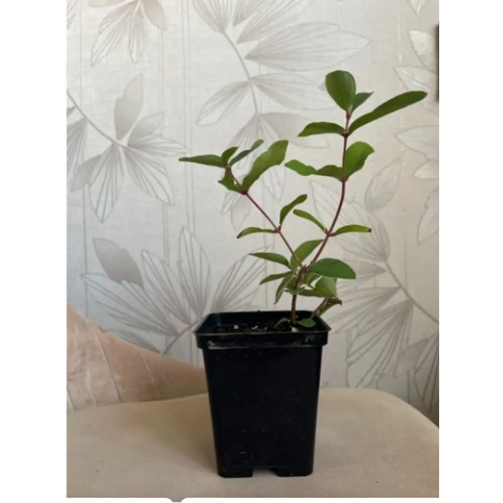 Фото Саженец плодового кустарника Жимолость Аврора h15 - 25 см