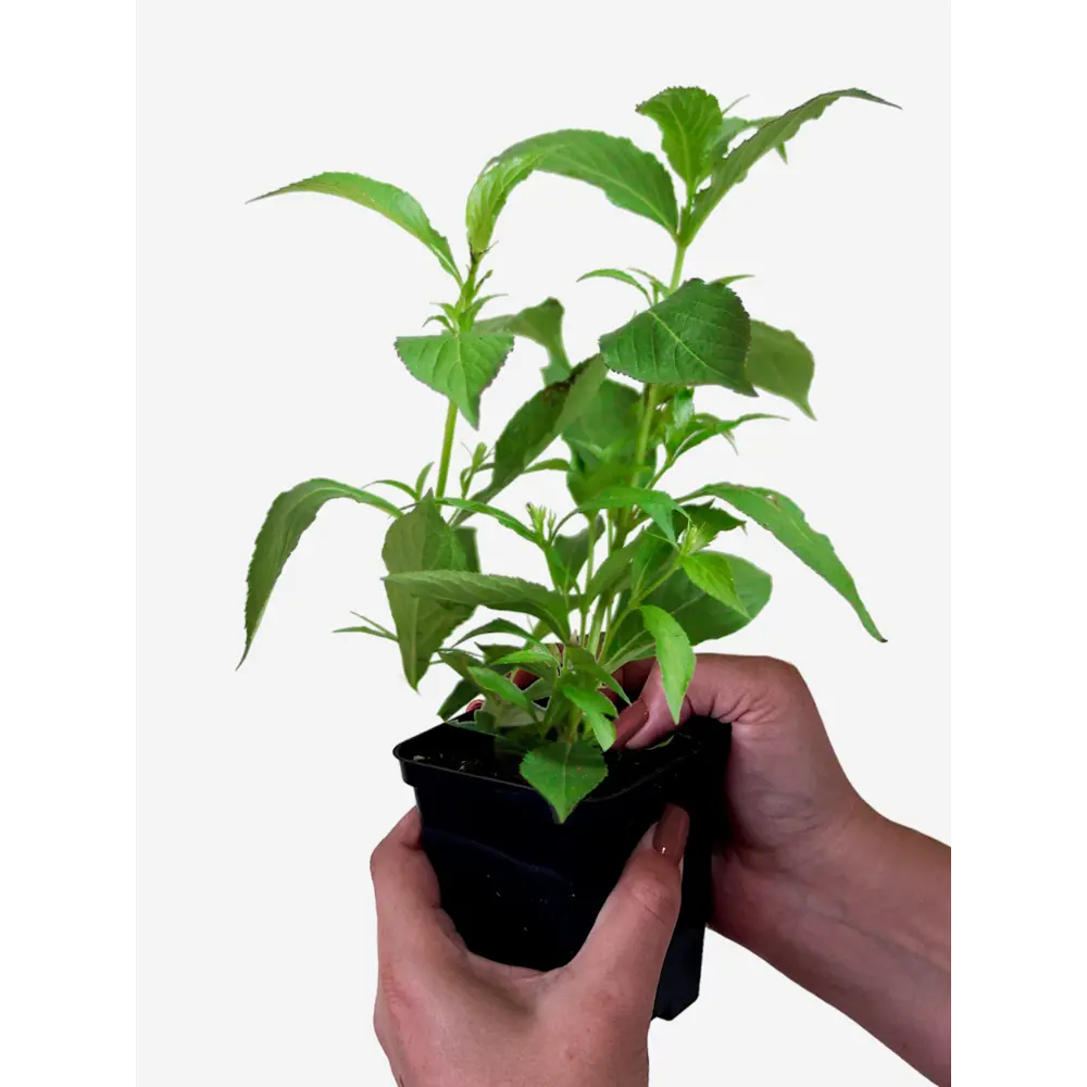 Фото Вейгела Олл Саммер Пич ø13 h20 - 35 см