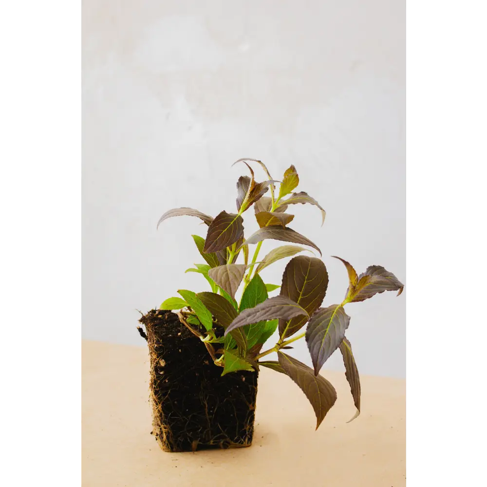 Фото Вейгела Танго ø9 h20 - 30 см