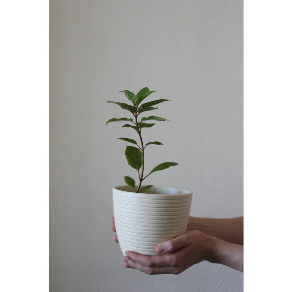 Фото Гортензия метельчатая Бобо ø9 h15 - 25 см Фото Гортензия метельчатая Бобо ø9 h15 - 25 см