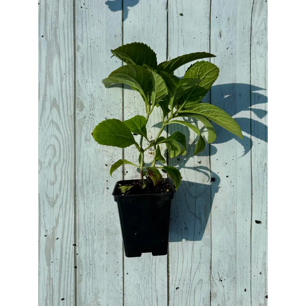 Фото Гортензия Эндлес Саммер Ориджинал ø13 h20 - 35 см