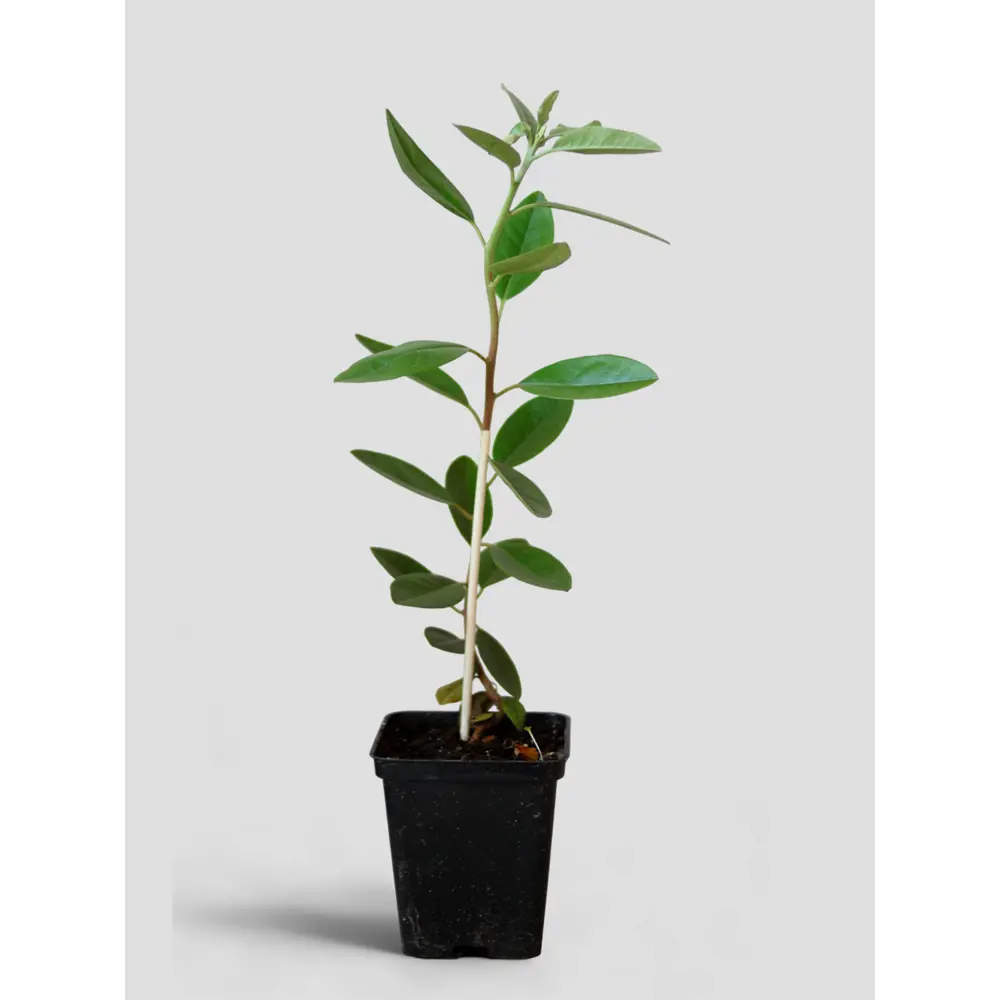 Фото Рододендрон Нозерн Хай-Латс ø13 h20 - 30 см