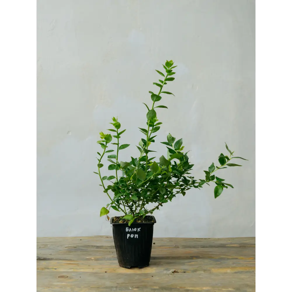 Фото Саженец плодового кустарника Голубика Блюкроп h25 - 40 см Фото Саженец плодового кустарника Голубика Блюкроп h25 - 40 см