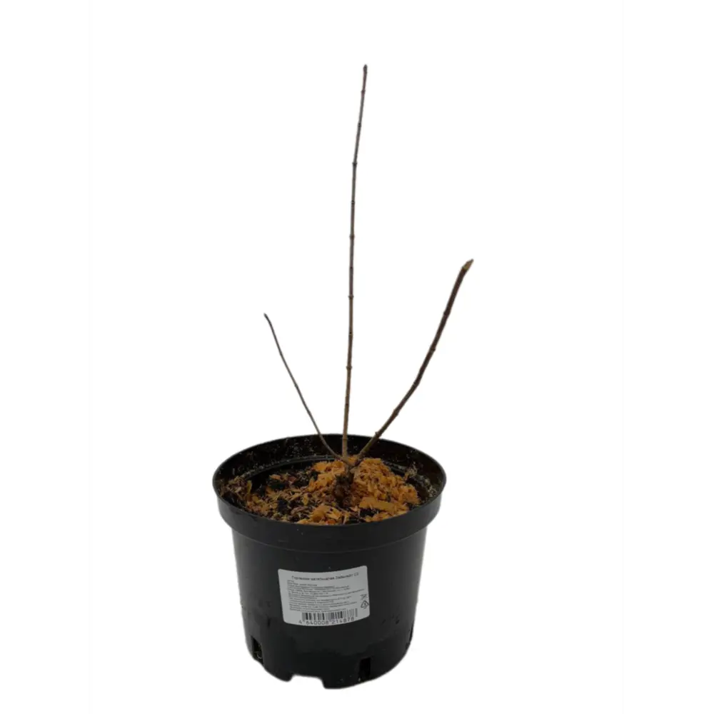 Фото Гортензия метельчатая Лаймлайт ø17 h39 см