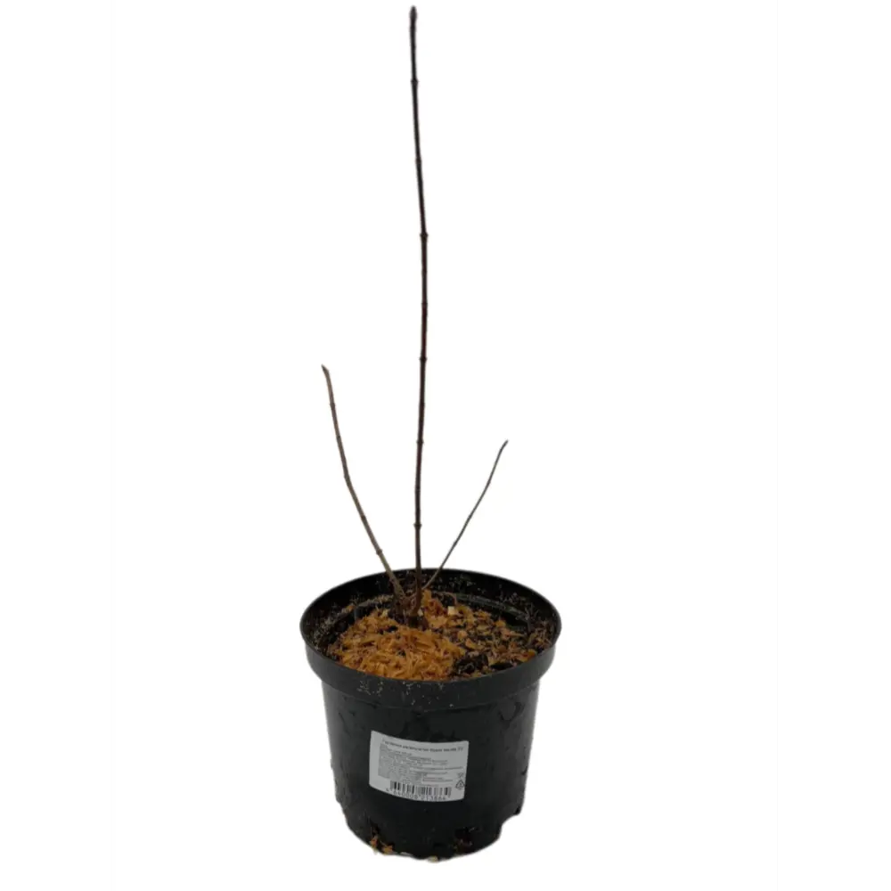 Фото Гортензия метельчатая Фрайз Мелба ø17 h39 см