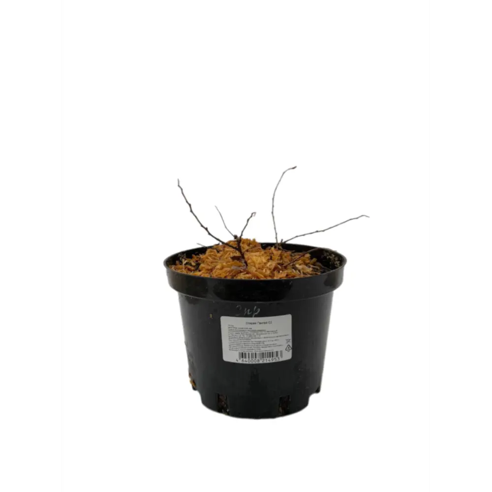 Фото Спирея Генпей ø17 h39 см Фото Спирея Генпей ø17 h39 см