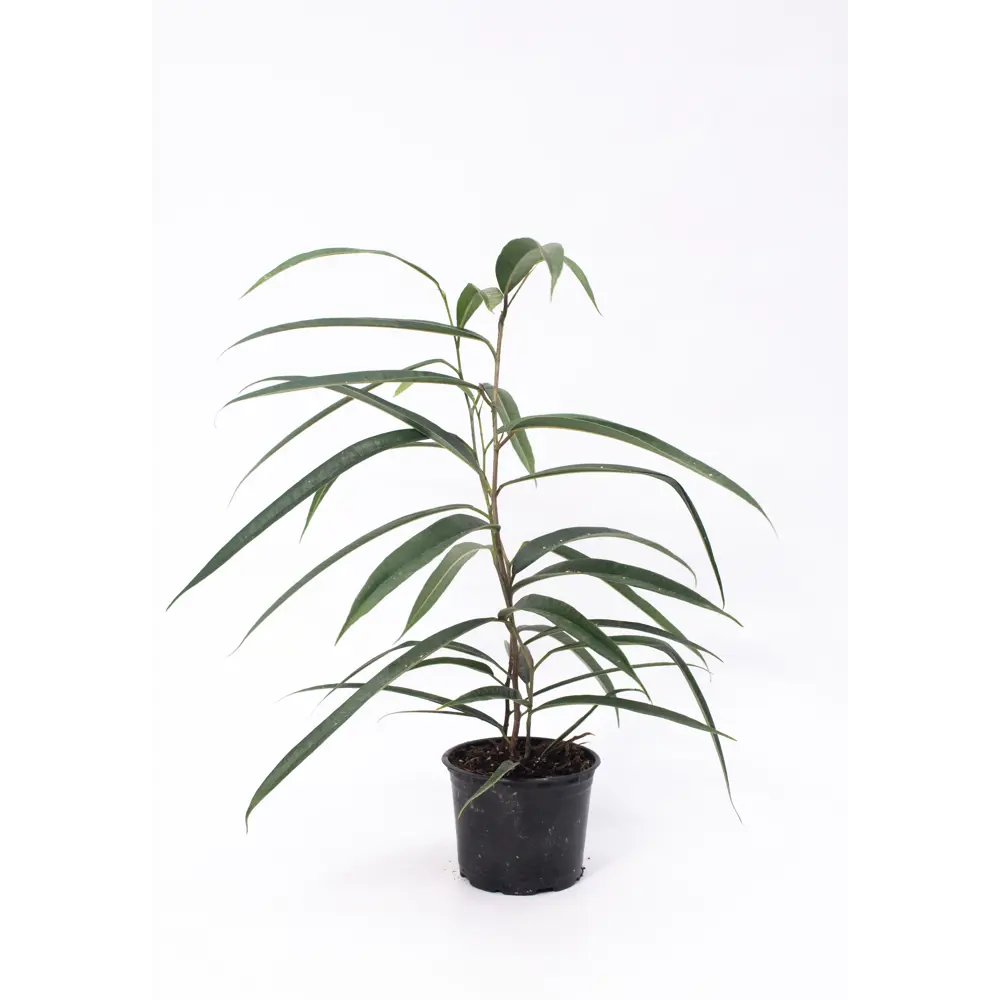 Фото Фикус Бенджамина ø10.5 h20 см Фото Фикус Бенджамина ø10.5 h20 см