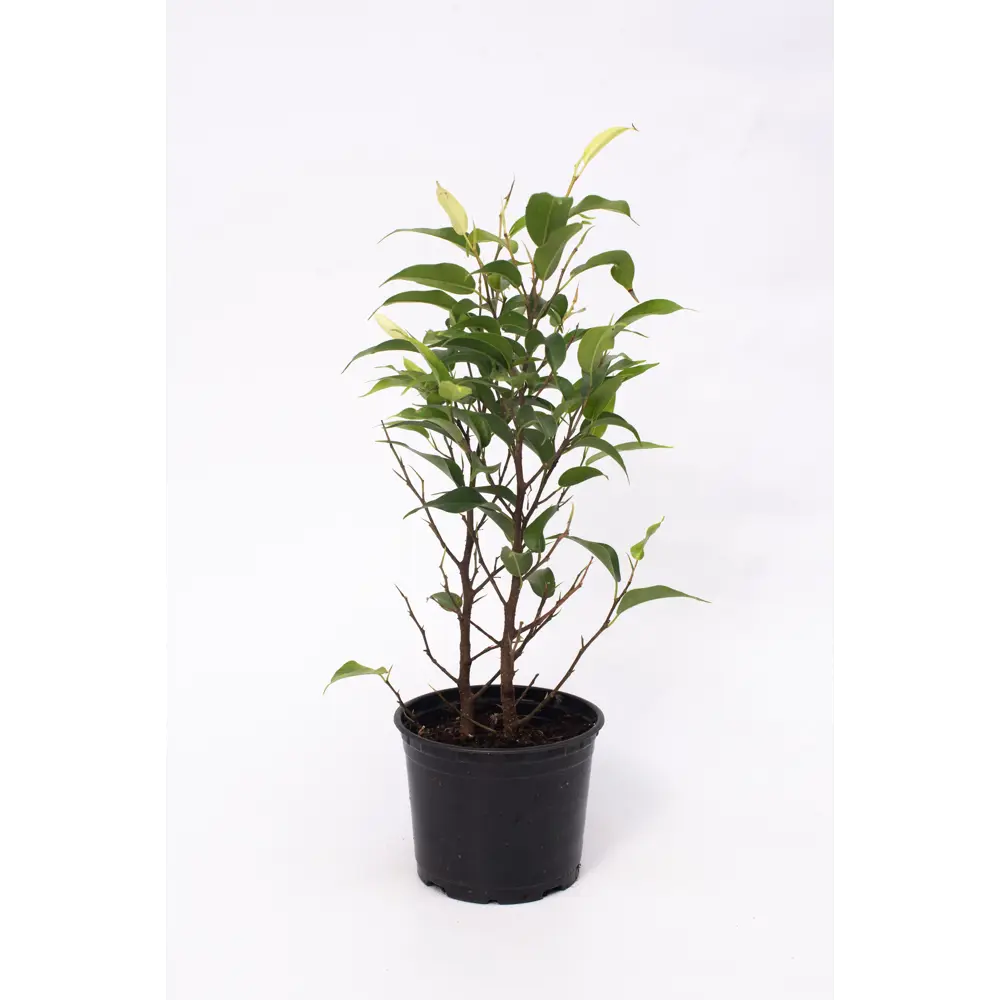 Фото 3 Фикус Бенджамина ø10.5 h20 см Фото 3 Фикус Бенджамина ø10.5 h20 см