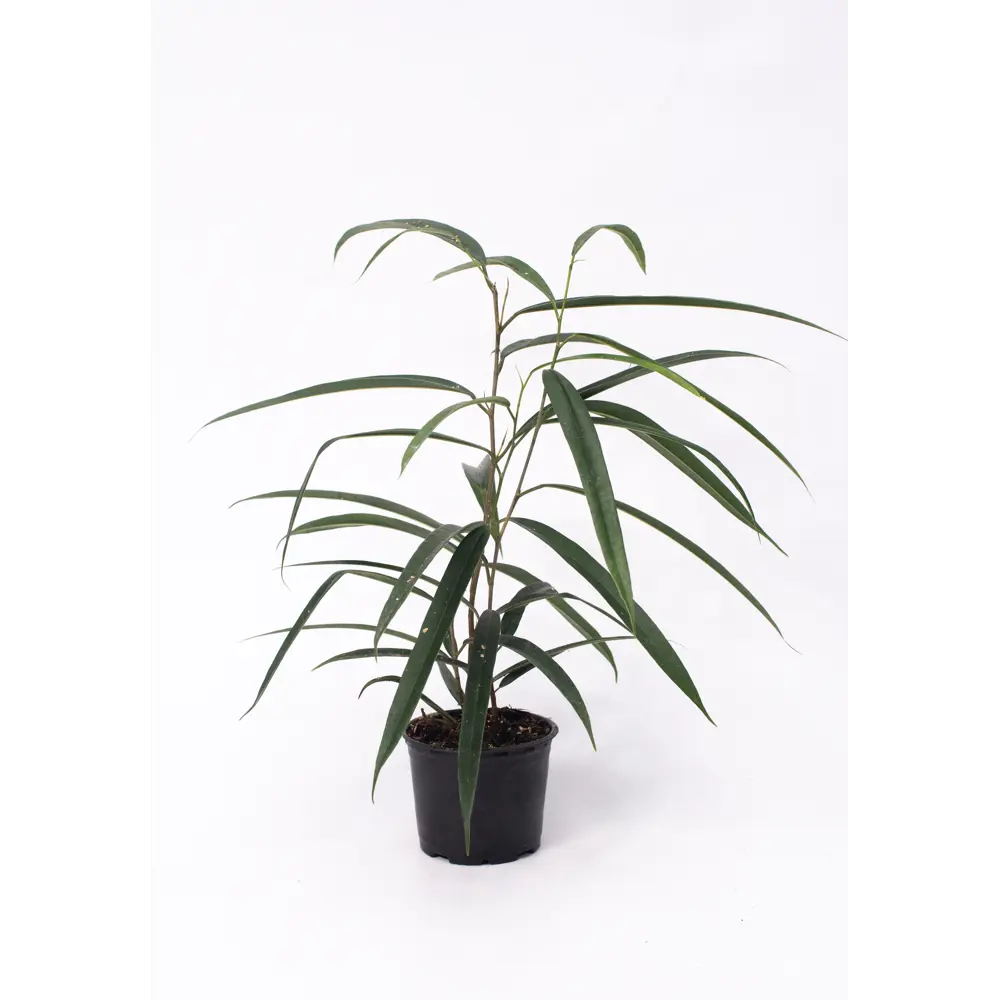 Фото 4 Фикус Бенджамина ø10.5 h20 см Фото 4 Фикус Бенджамина ø10.5 h20 см