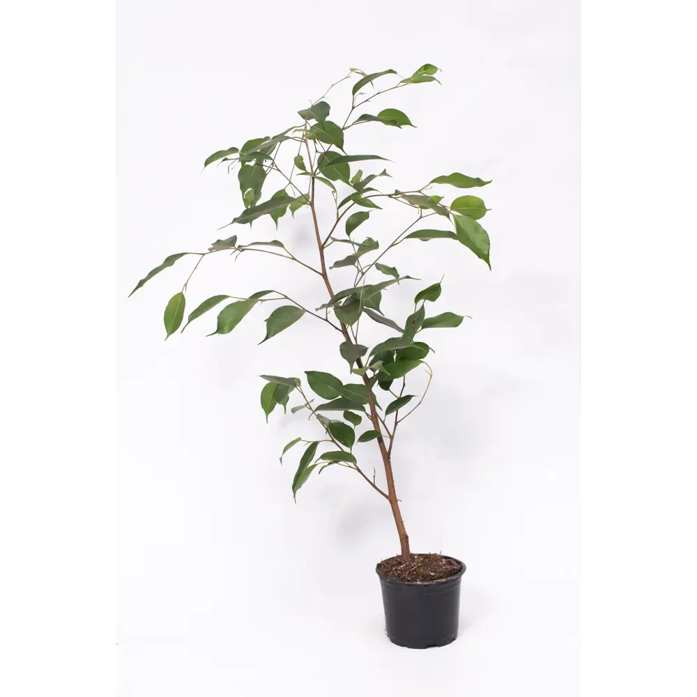 Фото 5 Фикус Бенджамина ø10.5 h20 см Фото 5 Фикус Бенджамина ø10.5 h20 см