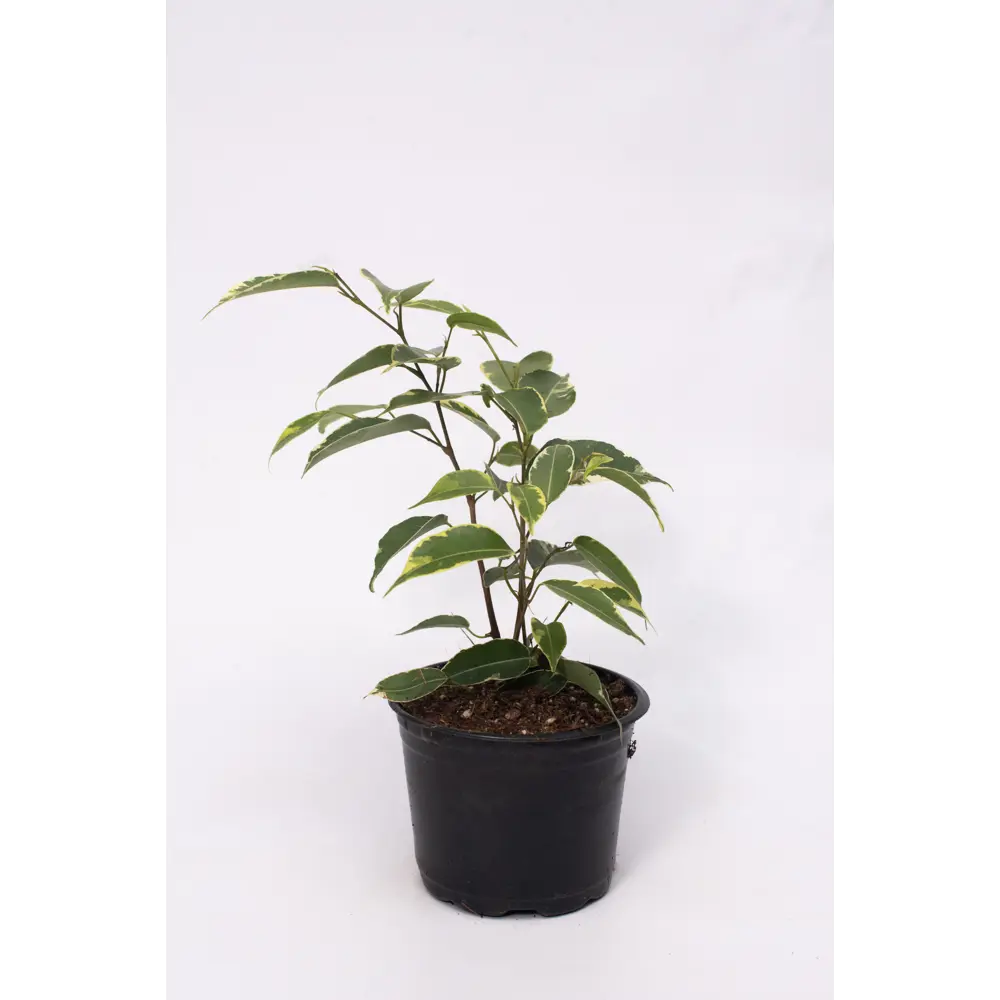 Фото 2 Фикус Бенджамина ø10.5 h20 см Фото 2 Фикус Бенджамина ø10.5 h20 см