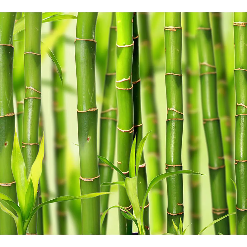 Фото Фотообои Divino Decor Бамбук C-098 300x270 см Фото Фотообои Divino Decor Бамбук C-098 300x270 см