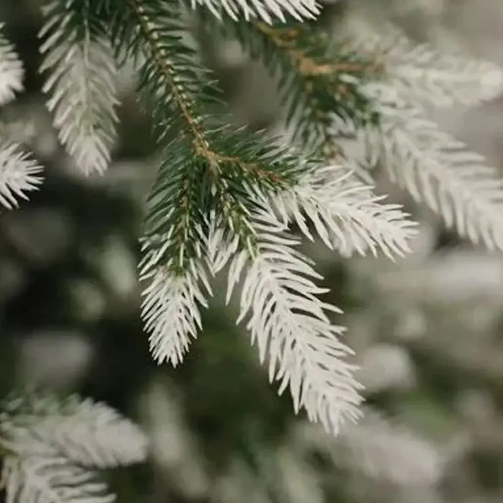 Фото 5 Ель новогодняя искусственная National tree company ФОР/зсн-220 Форест заснеженная 130 см Фото 5 Ель новогодняя искусственная National tree company ФОР/зсн-220 Форест заснеженная 130 см