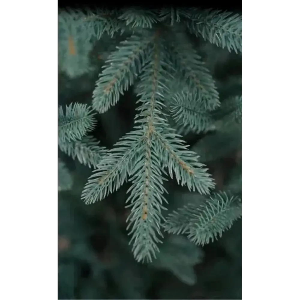 Фото 13 Ель новогодняя искусственная National tree company ФОР/ГЛ-220 Форест голубая 220 см