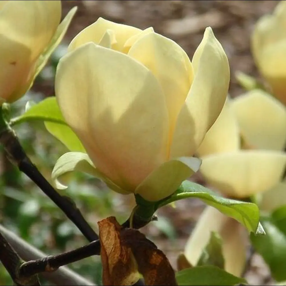 Фото Магнолия гибридная Хоней Тулип h20 см Фото Магнолия гибридная Хоней Тулип h20 см
