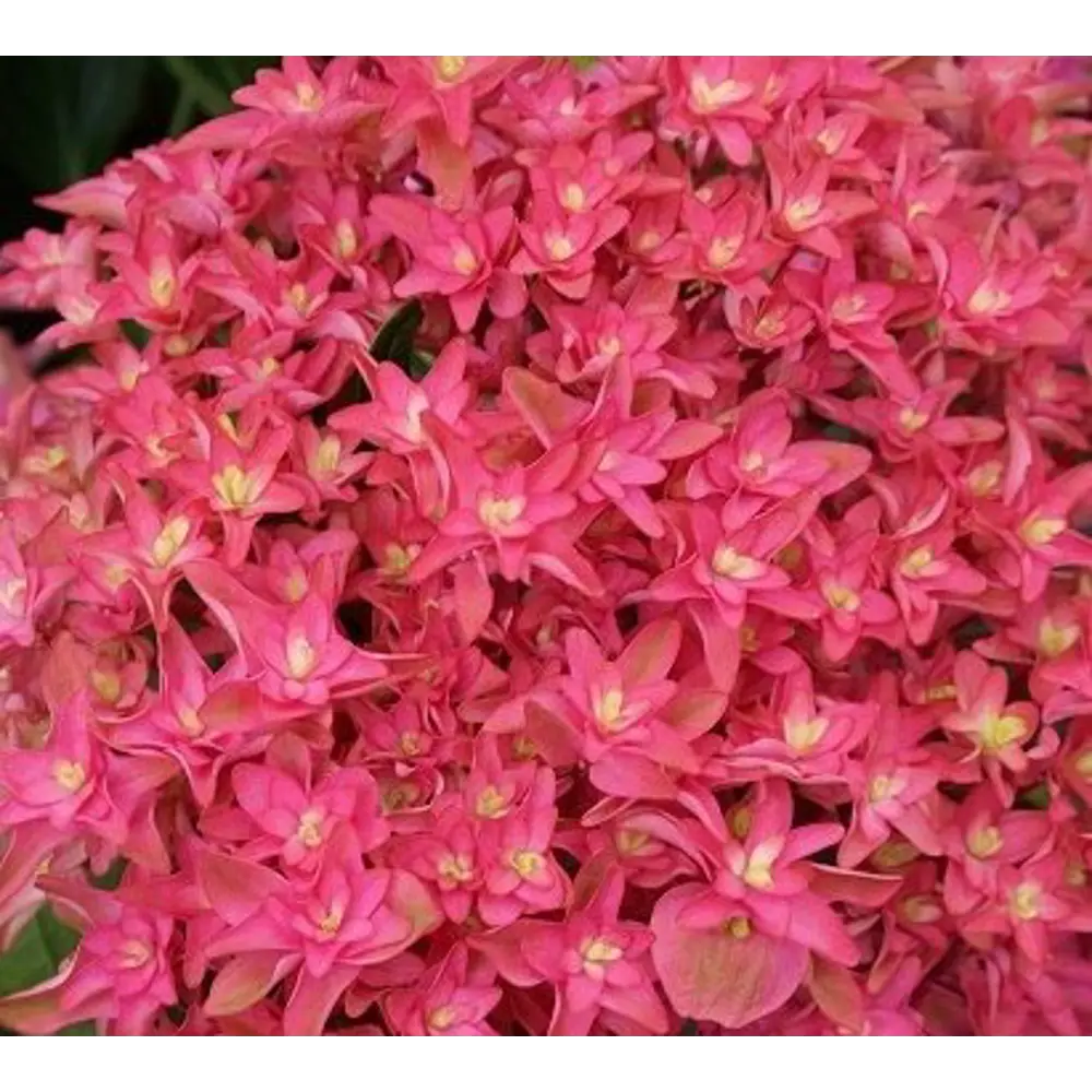 Фото Гортензия крупнолистная Принцесса Диана Фото Гортензия крупнолистная Принцесса Диана