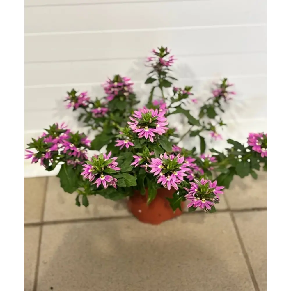 Фото Сцевола ø12 h25 см