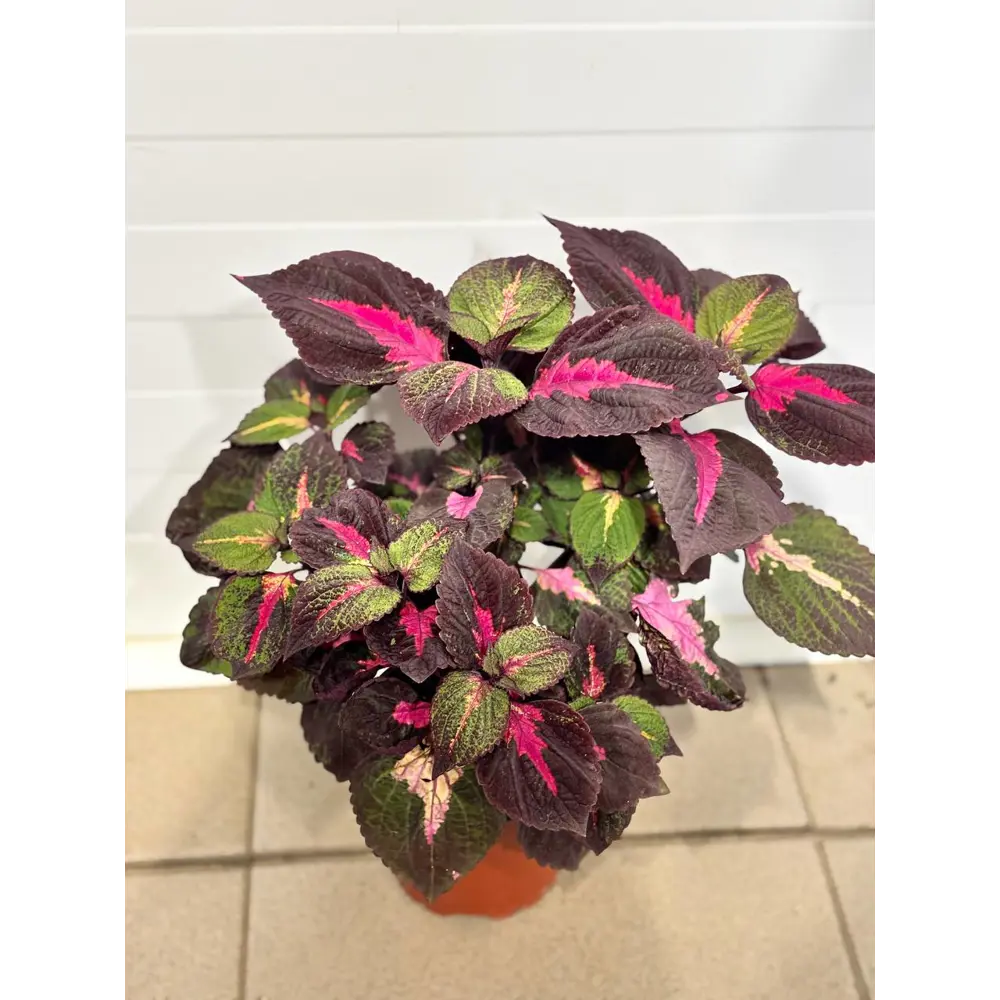 Фото Колеус ø12 h25 см