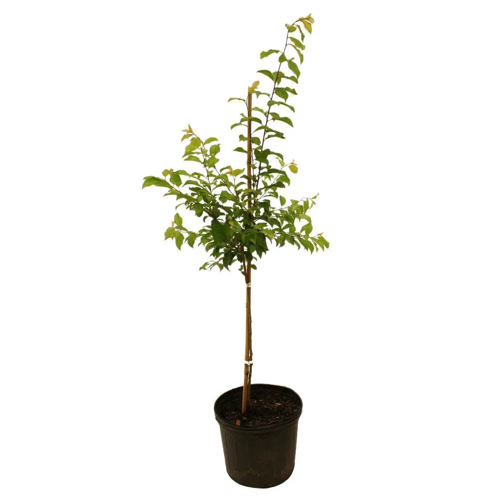 Фото Саженец плодового дерева Слива ø21 h170 см Фото Саженец плодового дерева Слива ø21 h170 см