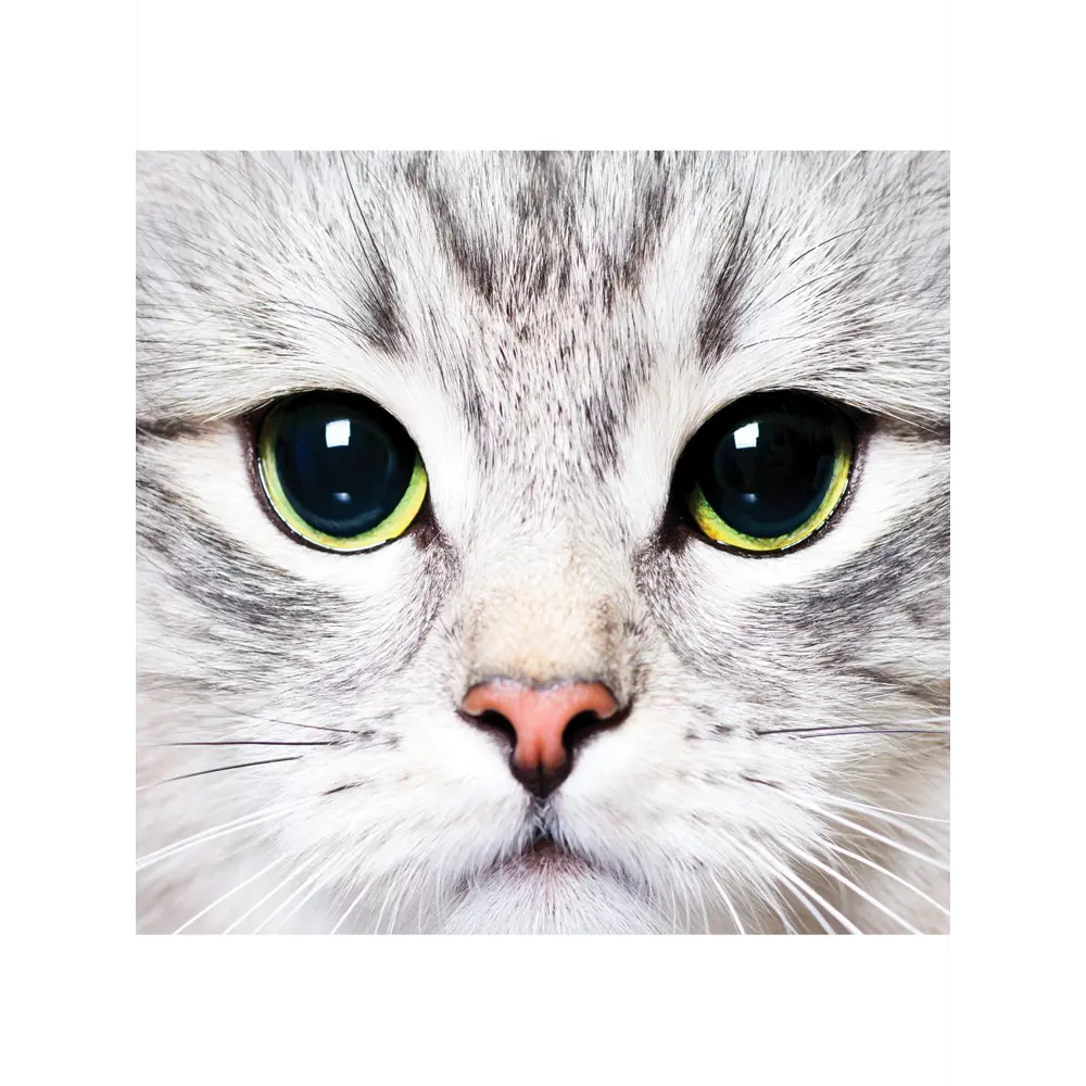 Фото 3 Сетка для игрушек в ванну JoyArty Суровый котик настенный органайзер на присосках 39x33 см Фото 3 Сетка для игрушек в ванну JoyArty Суровый котик настенный органайзер на присосках 39x33 см