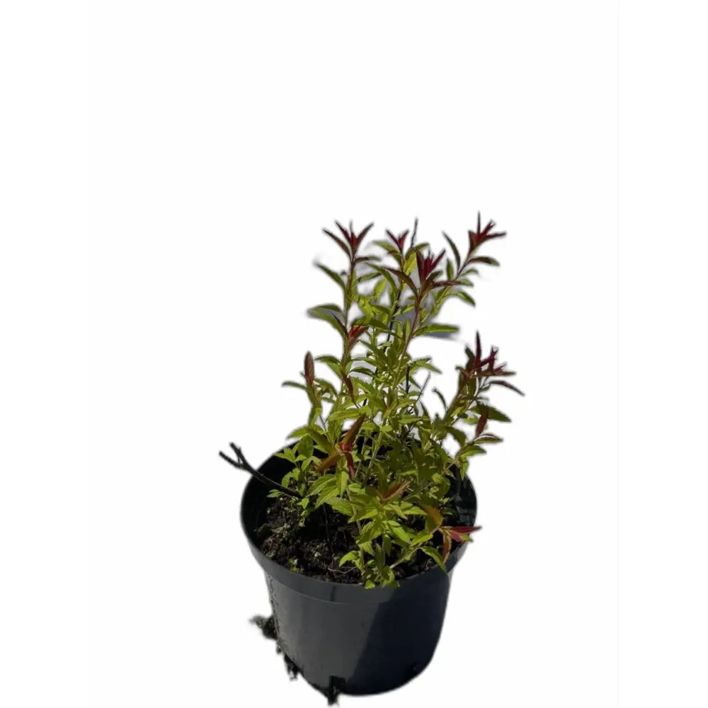 Фото Спирея японская Неон Флеш ø15 h20 - 25 см Фото Спирея японская Неон Флеш ø15 h20 - 25 см