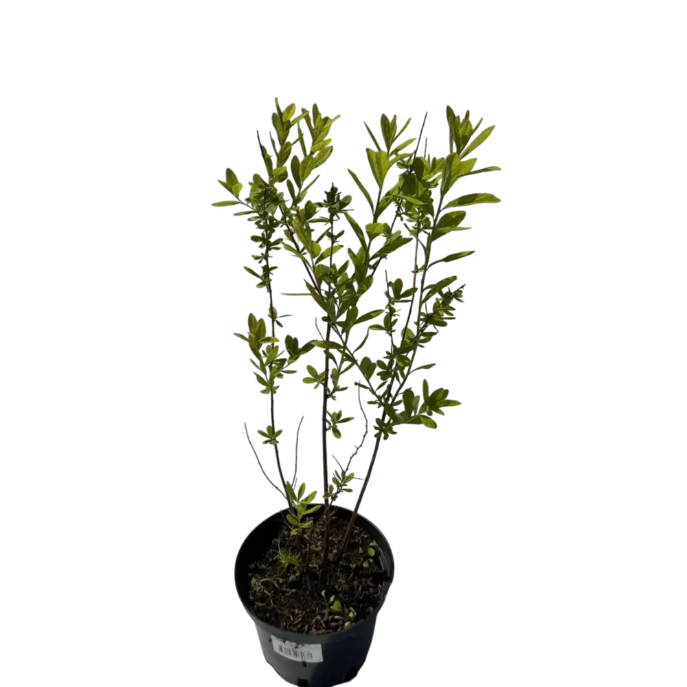 Фото Спирея Билларда ø17 h20 - 30 см Фото Спирея Билларда ø17 h20 - 30 см