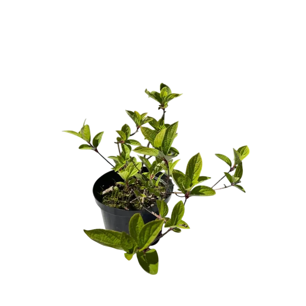 Фото Гортензия метельчатая Вимс Ред ø17 h20 - 25 см