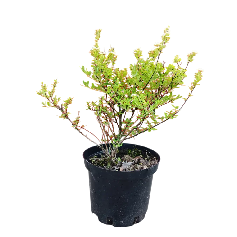 Фото Спирея ниппонская Сноумаунд ø22 h20 - 40 см Фото Спирея ниппонская Сноумаунд ø22 h20 - 40 см